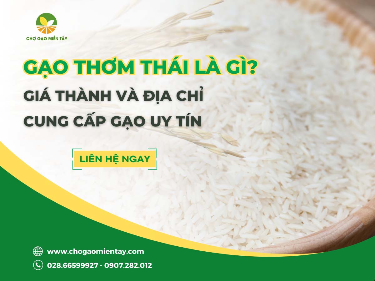 Gạo Thơm Thái 1 Gạo Thơm Thái là gì? Giá thành và địa chỉ cung cấp gạo uy tín