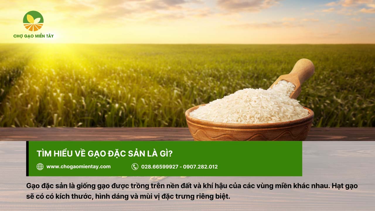 Giới thiệu các loại gạo đặc sản phổ biến, được ưa chuộng ở Việt Nam 2 Từng loại gạo đặc sản sẽ có kích thước, hình dáng khác biệt