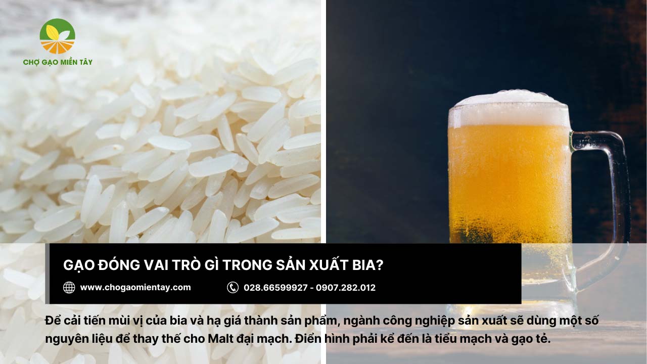 Các loại gạo nguyên liệu làm bia phổ biến nhất hiện nay 2 Gạo đóng vai trò thay thế Malt đại mạch trong sản xuất bia