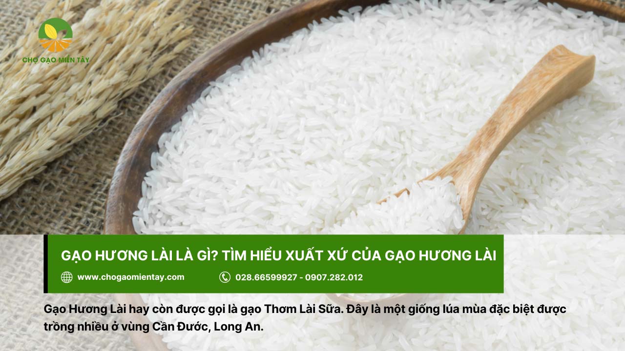 Gạo Hương Lài Sữa 12 Gạo Hương Lài còn được biết đến với tên gọi Thơm Lài sữa