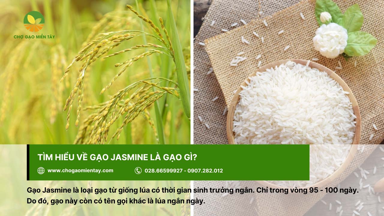 Gạo Thơm Jasmine 1 Gạo Jasmine có thời gian sinh trưởng 95 - 100 ngày
