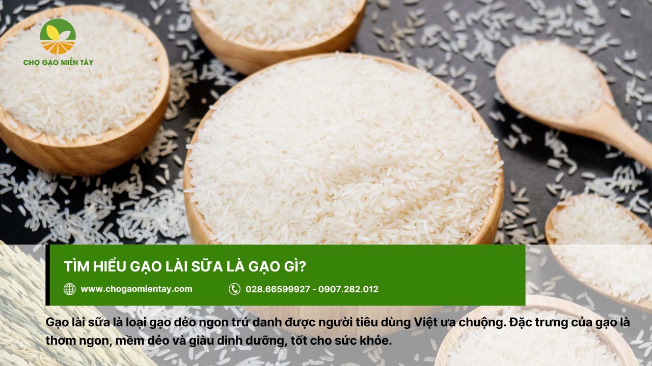 Gạo Lài Sữa 2 Gạo lài sữa mềm dẻo, giàu dinh dưỡng