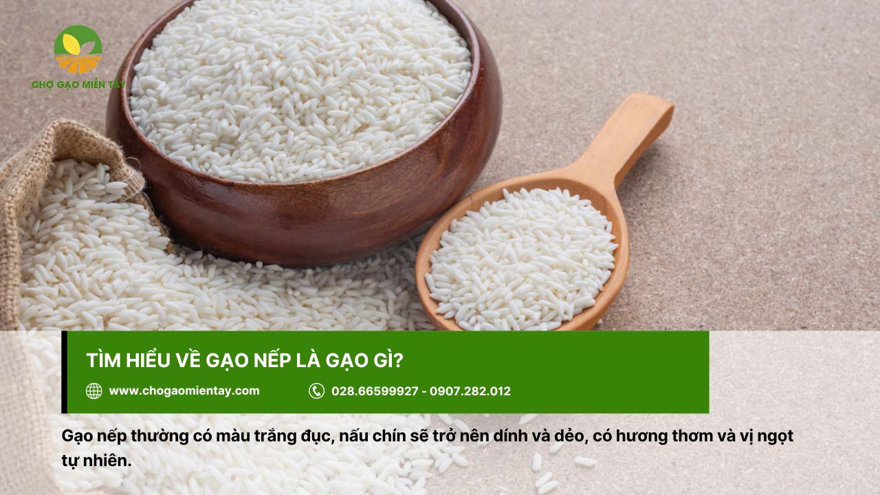 Gạo Nếp giá bao nhiêu? Bảng Giá Gạo Nếp Mới Nhất 2024 2 Gạo nếp có màu trắng đục, khi chín sẽ dẻo và dính