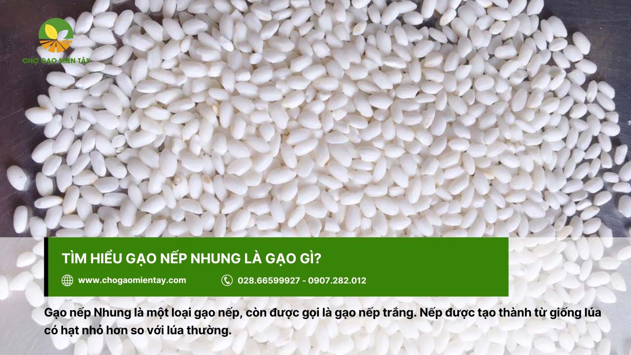 Gạo Nếp Nhung 2 Gạo nếp Nhung có tên gọi khác là gạo nếp trắng