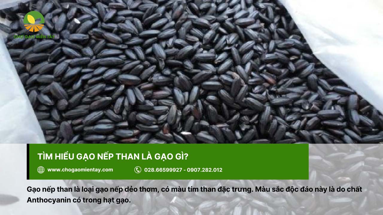 Gạo nếp than là gì? Lợi ích tuyệt vời của gạo nếp than đen 2 Gạo nếp than có màu tím than đặc trưng