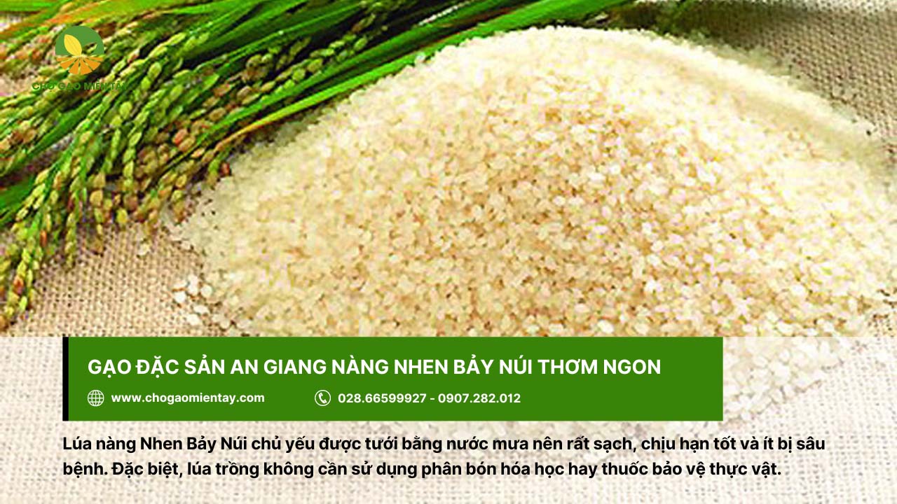 Giới thiệu các loại gạo đặc sản phổ biến, được ưa chuộng ở Việt Nam 12 Gạo nàng nhen Bảy Núi, đặc sản của An Giang