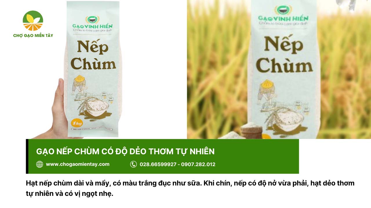 Gạo Nếp giá bao nhiêu? Bảng Giá Gạo Nếp Mới Nhất 2024 12 Gạo nếp chùm khi nấu chín có độ nở vừa phải