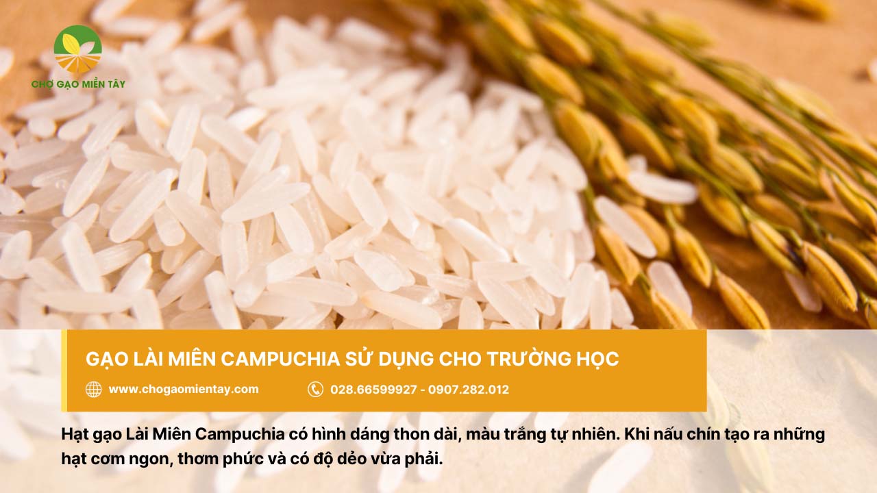 Nguồn cung cấp gạo cho trường học, căn tin giá sỉ chất lượng 13 Gạo Lài Miên Campuchia cho cơm dẻo, thơm ngon, phù hợp sử dụng trong trường học