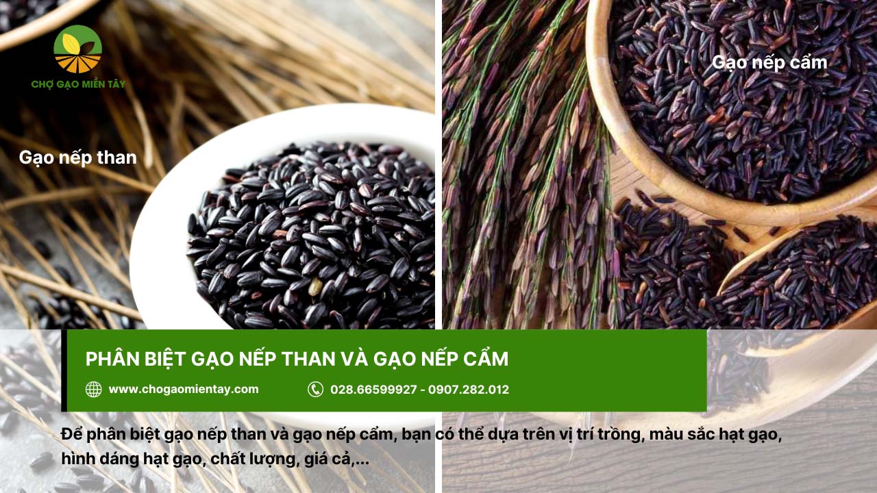 Gạo nếp than là gì? Lợi ích tuyệt vời của gạo nếp than đen 15 Có thể dựa vào màu sắc để phân biệt gạo nếp than và gạo nếp cẩm