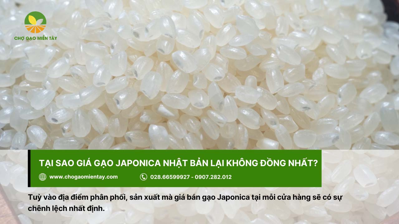 Gạo Nhật Japonica Bán Ở Đâu? Địa Chỉ Bán Gạo Nhật Giá Sỉ 10 Tùy vào đại lý, nơi phân phối mà giá gạo Japonica Nhật sẽ có giá chênh lệch