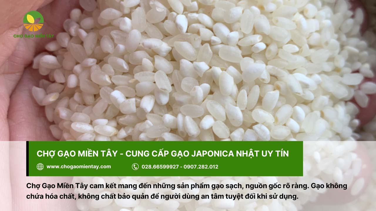 Gạo Nhật Japonica Bán Ở Đâu? Địa Chỉ Bán Gạo Nhật Giá Sỉ 2 Mua gạo Nhật Japonica chất lượng tại Chợ Gạo Miền Tây