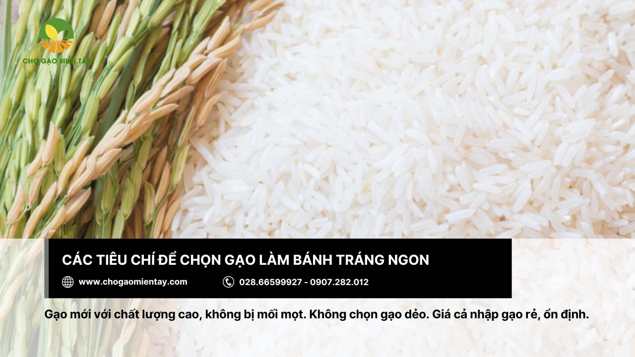 Chọn gạo làm bánh tráng 4 Nên chọn gạo làm bánh tráng là gạo mới, không bị mối mọt