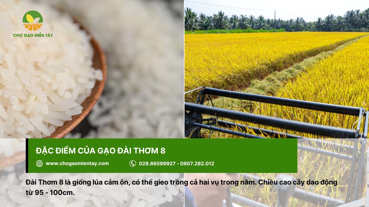 Tìm hiểu về Gạo Đài Thơm 8 3 Đài Thơm 8 là giống lúa cảm ôn