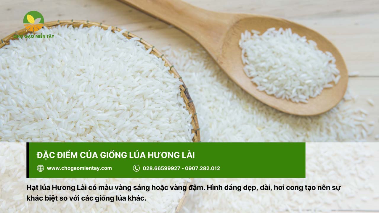 Gạo Hương Lài Sữa 13 Gạo Hương Lài có hình dáng dẹp, dài
