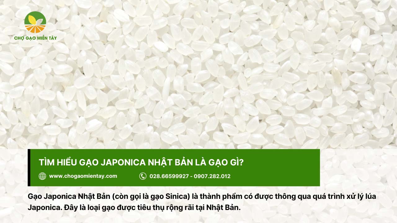 Gạo Nhật Japonica Bán Ở Đâu? Địa Chỉ Bán Gạo Nhật Giá Sỉ 3 Gạo Japonica được sử dụng phổ biến tại Nhật Bản