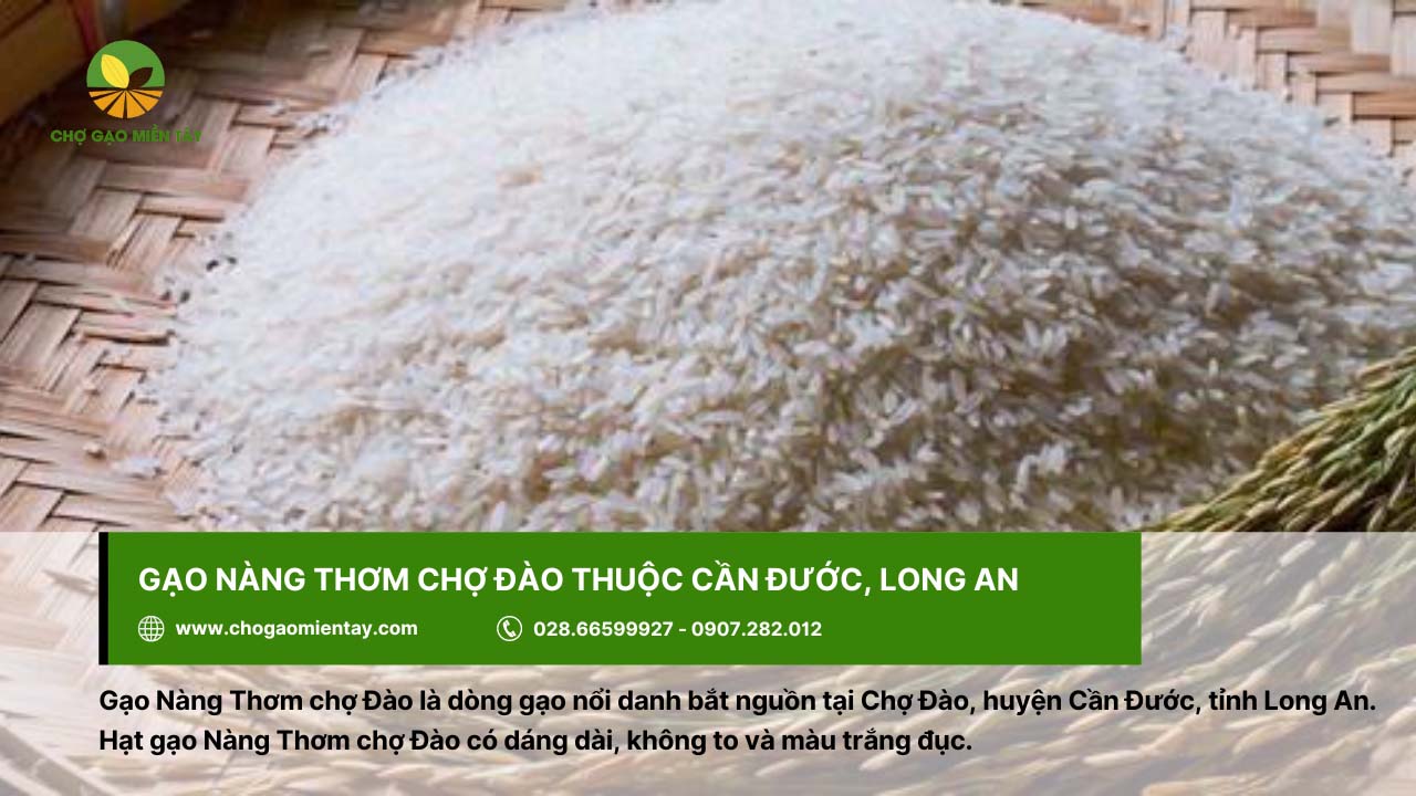 Top các loại gạo miền Nam được ưa chuộng hiện nay 3 Gạo Nàng Thơm chợ Đào được trồng chủ yếu ở vùng Cần Đước, tỉnh Long An