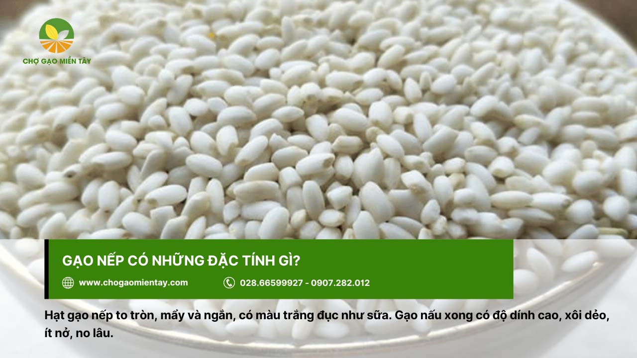 Gạo Nếp giá bao nhiêu? Bảng Giá Gạo Nếp Mới Nhất 2024 3 Gạo nếp có hạt to, tròn, ngắn và mẩy
