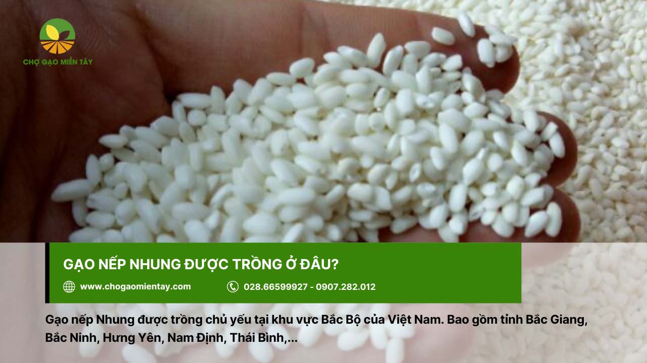 Gạo Nếp Nhung 3 Gạo nếp Nhung được trồng nhiều ở khu vực Bắc Bộ