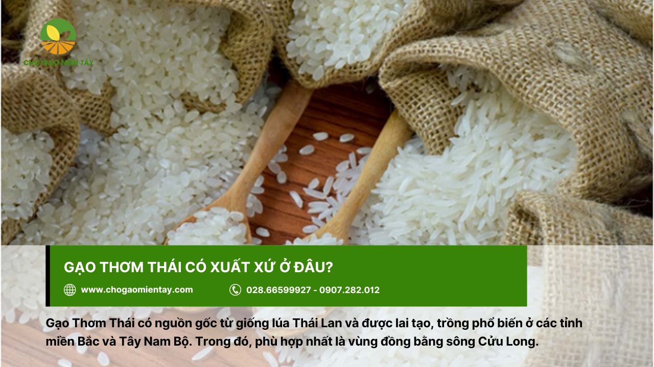 Gạo Thơm Thái 3 Gạo Thơm Thái được trồng nhiều ở đồng bằng sông Cửu Long