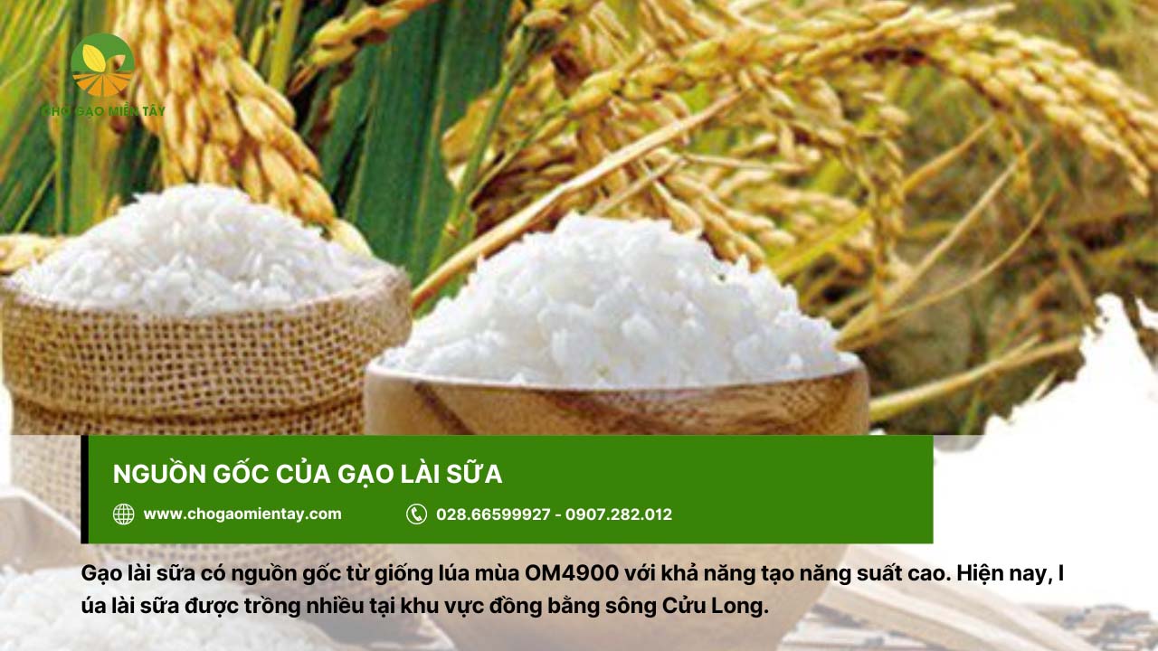 Gạo Lài Sữa 3 Gạo lài sữa với nguồn gốc từ giống lúa OM4900