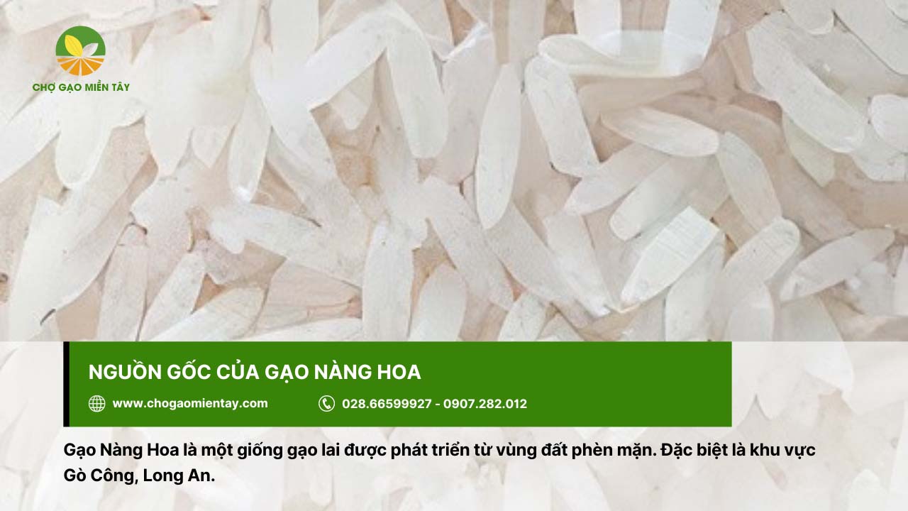 Gạo Nàng Hoa Giá Sỉ 11 Gạo Nàng Hoa được phát triển từ vùng đất phèn mặn