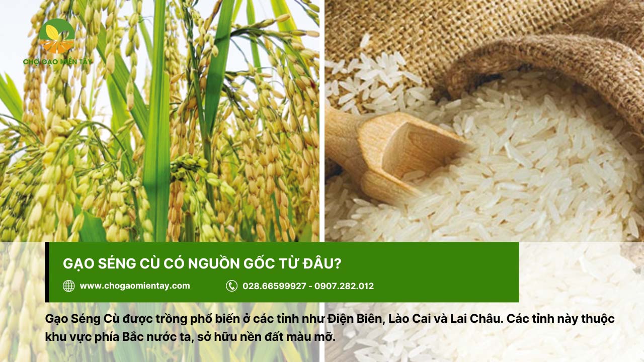 Gạo Séng Cù 3 Gạo Séng Cù có nguồn gốc ở các tỉnh thuộc phía Bắc Việt Nam