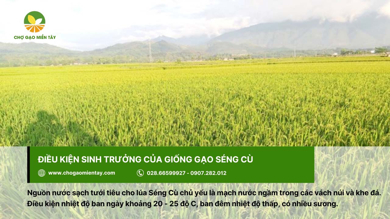 Gạo Séng Cù 4 Nguồn nước tưới tiêu cho giống gạo Séng Cù từ mạch nước ngầm