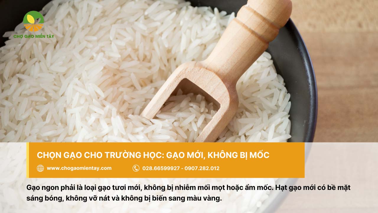 Nguồn cung cấp gạo cho trường học, căn tin giá sỉ chất lượng 4 Gạo cho trường học nên là gạo mới và không bị ẩm mốc
