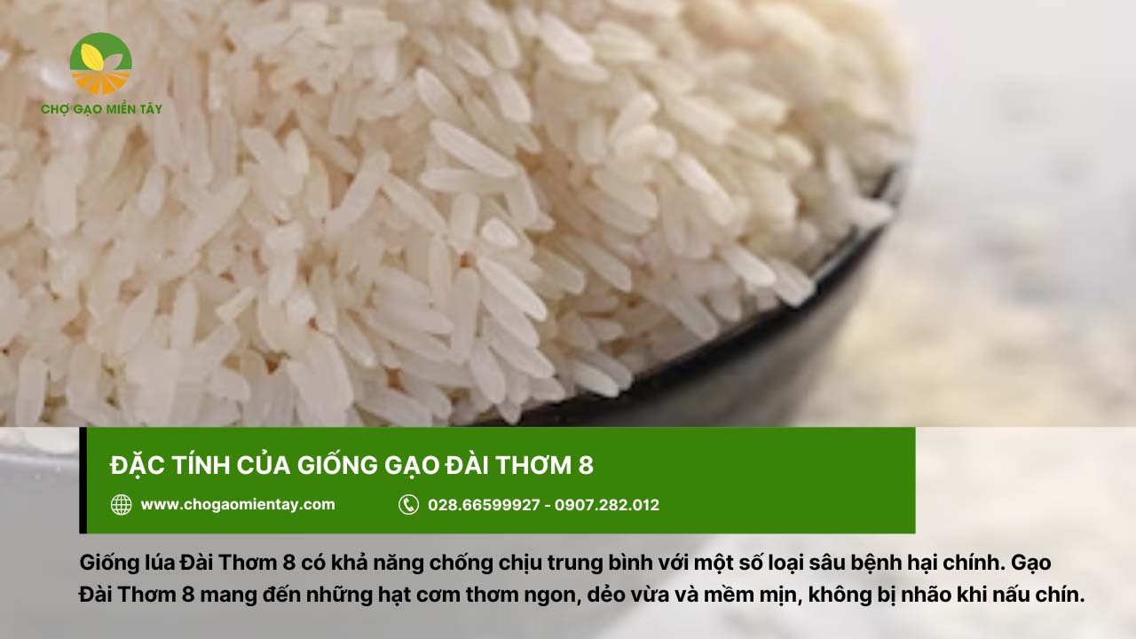 Tìm hiểu về Gạo Đài Thơm 8 4 Gạo Đài Thơm 8 cho cơm ngon, dẻo vừa