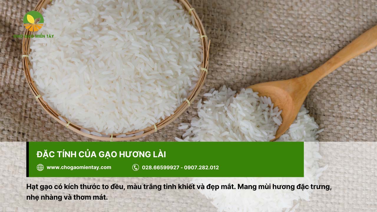 Gạo Hương Lài Sữa 14 Gạo Hương Lài với mùi thơm đặc trưng