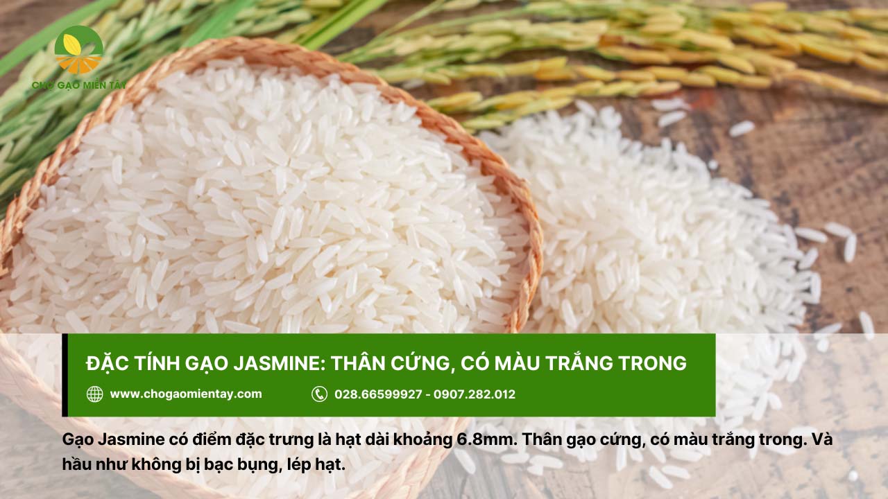 Gạo Thơm Jasmine 3 Đặc tính của gạo Jasmine gồm thân cứng, có màu trắng trong,...