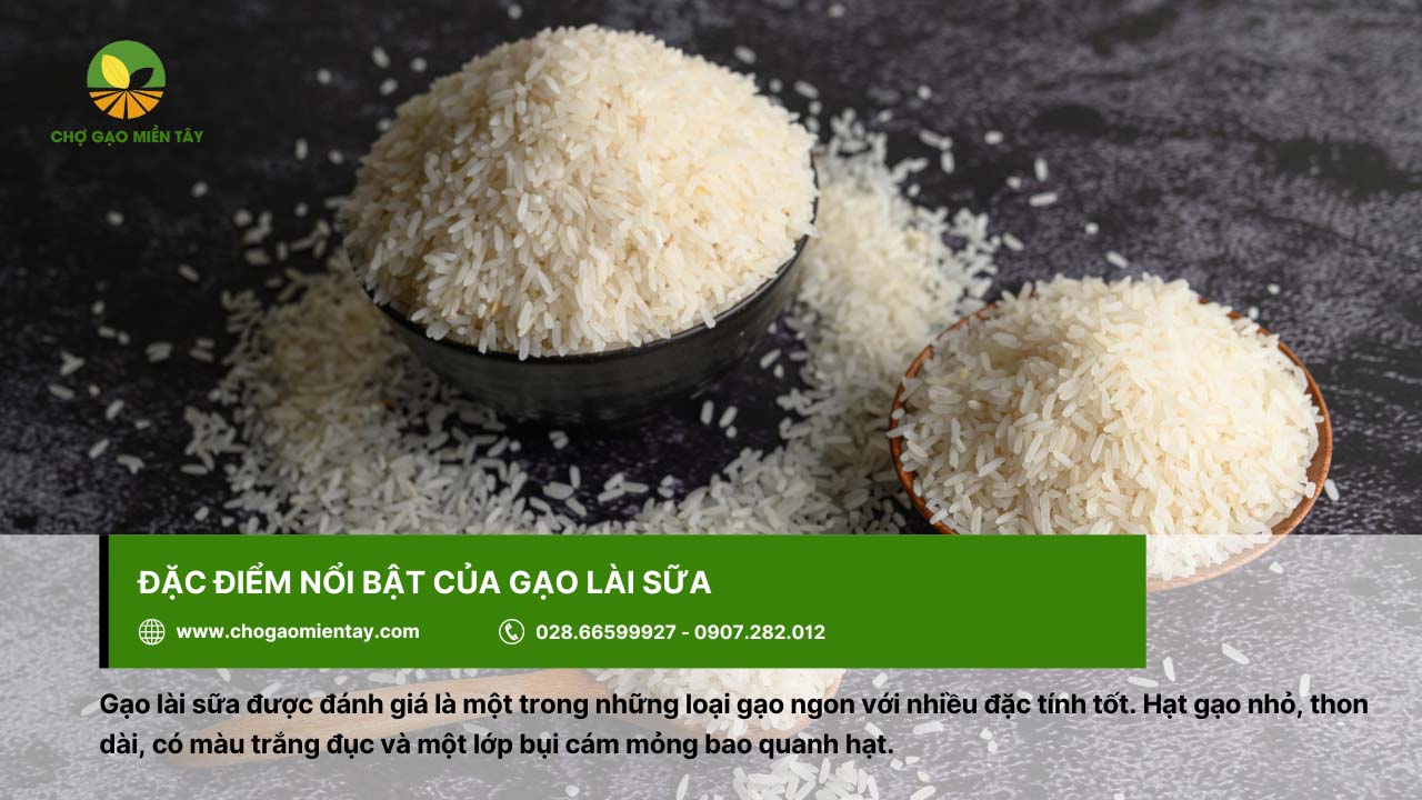 Gạo Lài Sữa 4 Gạo lài sữa thon dài, nhỏ, có màu trắng đục