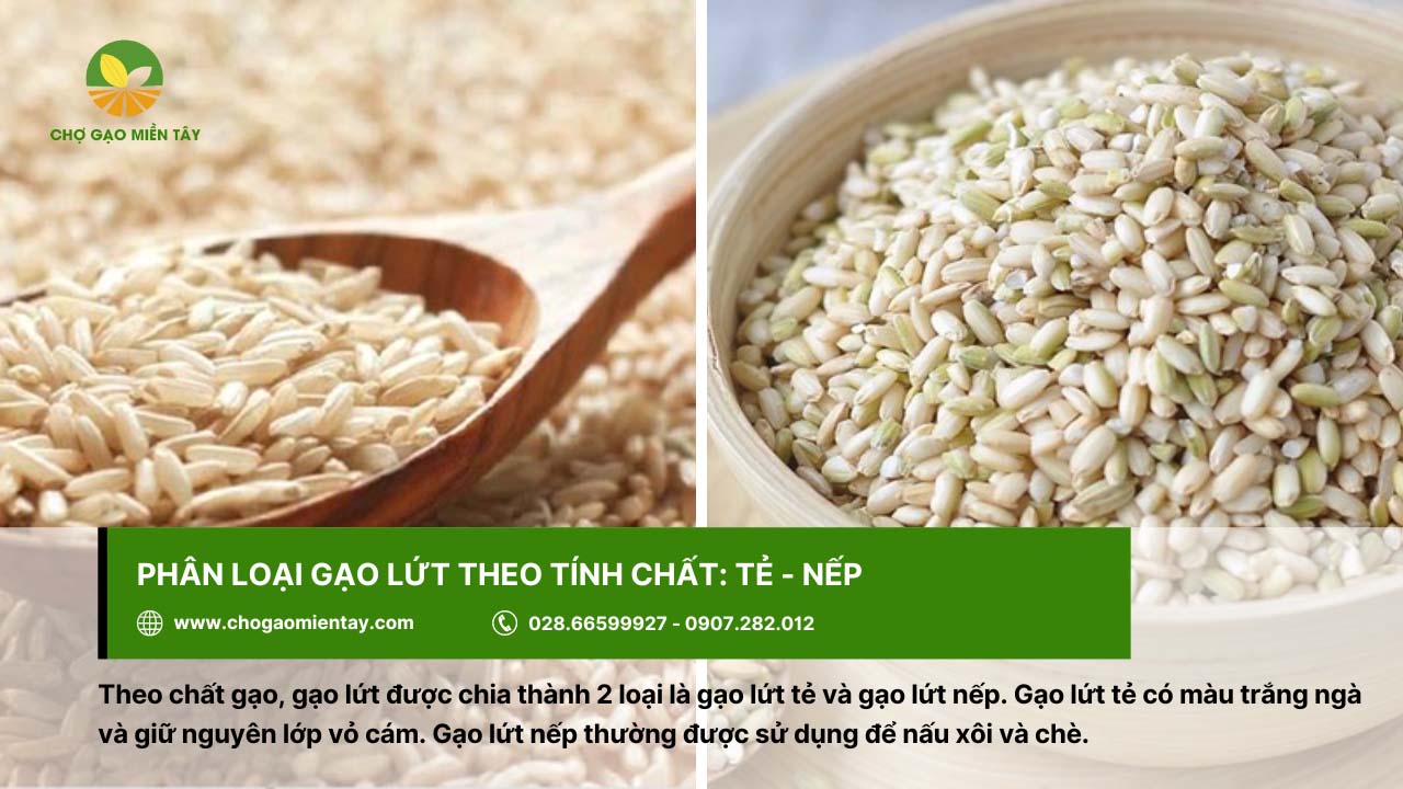 Gạo Lứt Huyết Rồng 3 Có gạo lứt nếp và gạo lứt tẻ khi phân loại theo tính chất