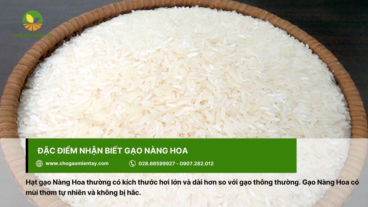 Gạo Nàng Hoa Giá Sỉ 12 Gạo Nàng Hoa có kích thước hơi lớn và dài