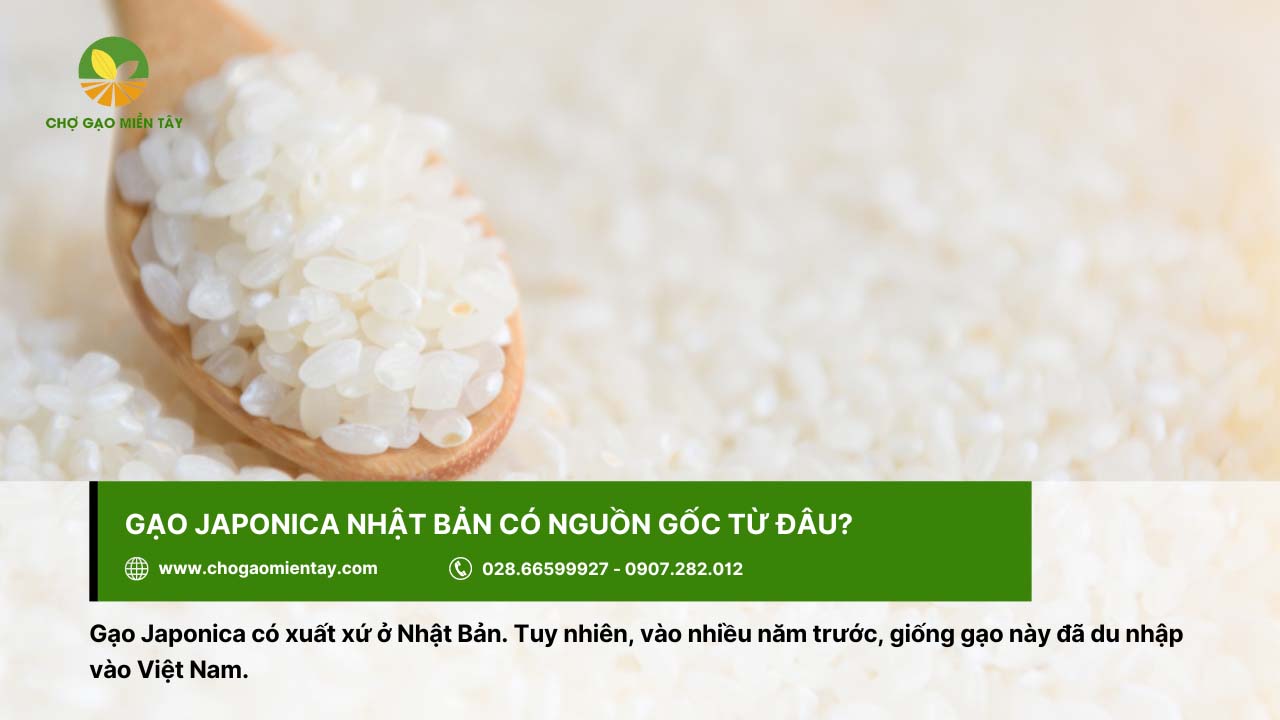 Gạo Nhật Japonica 1 Loại gạo Japonica có xuất xứ ở Nhật và du nhập vào Việt Nam những năm gần đây
