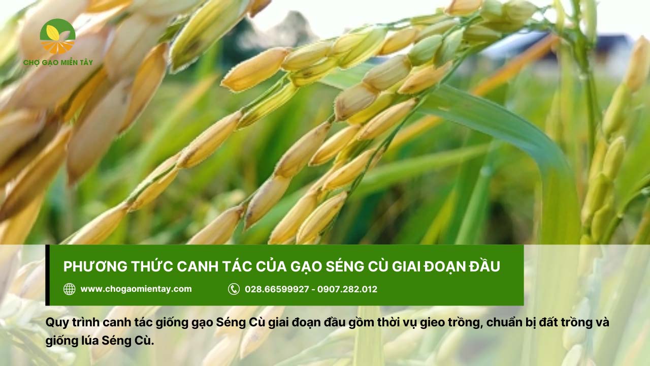 Gạo Séng Cù 5 Cần chọn giống lúa Séng Cù chuẩn F1 để đảm bảo chất lượng hạt gạo