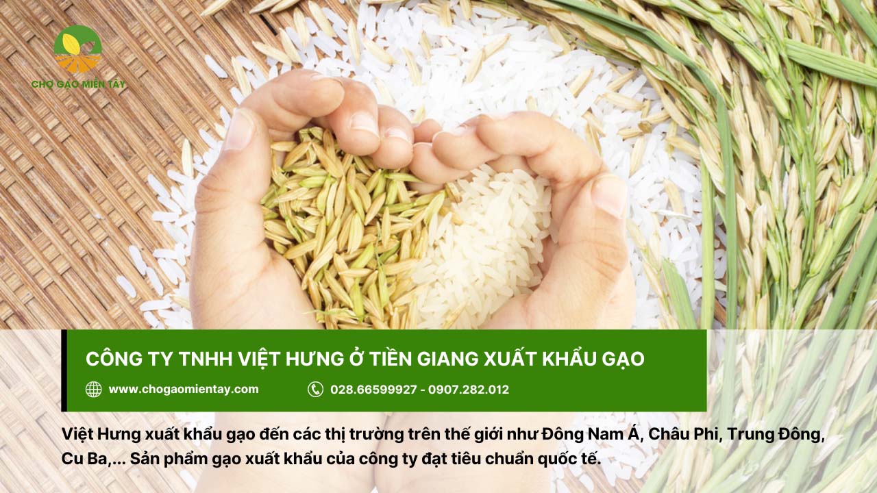 Top 10 công ty xuất khẩu lúa gạo lớn nhất Việt Nam 5 Công ty Việt Hưng ở Tiền Giang xuất khẩu gạo đến thị trường Trung Đông, Châu Phi,...