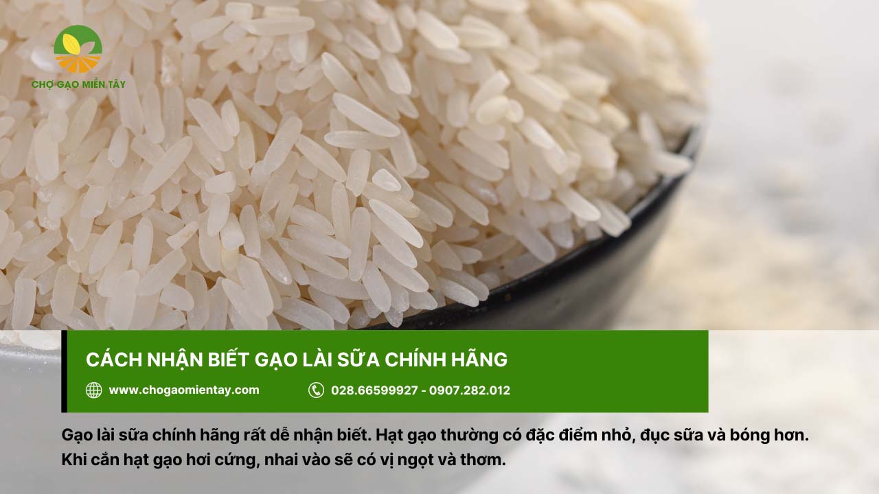 Gạo Lài Sữa 5 Gạo lài sữa chính hãng sẽ có hương thơm và vị ngọt đặc trưng