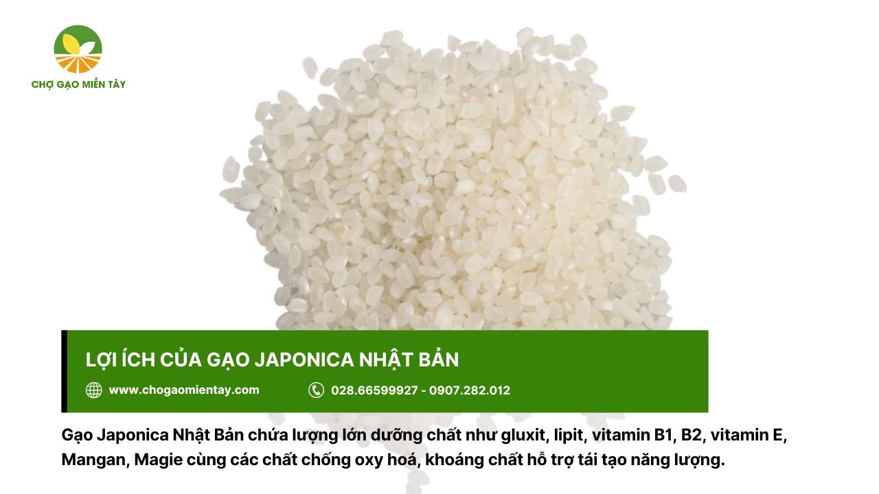 Gạo Nhật Japonica Bán Ở Đâu? Địa Chỉ Bán Gạo Nhật Giá Sỉ 4 Gạo Nhật Japonica chứa nhiều dinh dưỡng, tốt cho sức khỏe người dùng