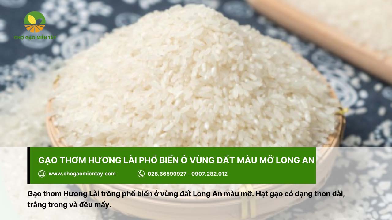 Top các loại gạo miền Nam được ưa chuộng hiện nay 5 Gạo thơm Hương Lài thon dài, đều mẩy