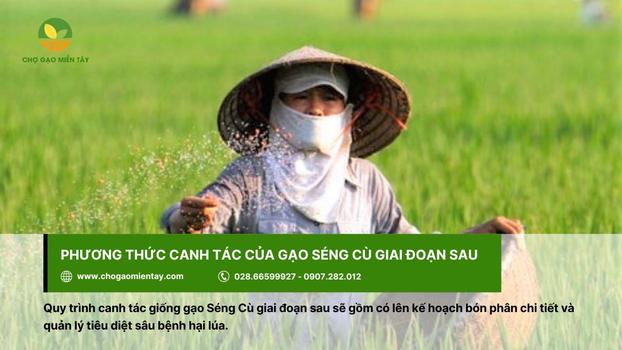 Gạo Séng Cù 6 Bón phân đúng kế hoạch để đảm bảo giống gạo Séng Cù sinh trưởng tốt nhất