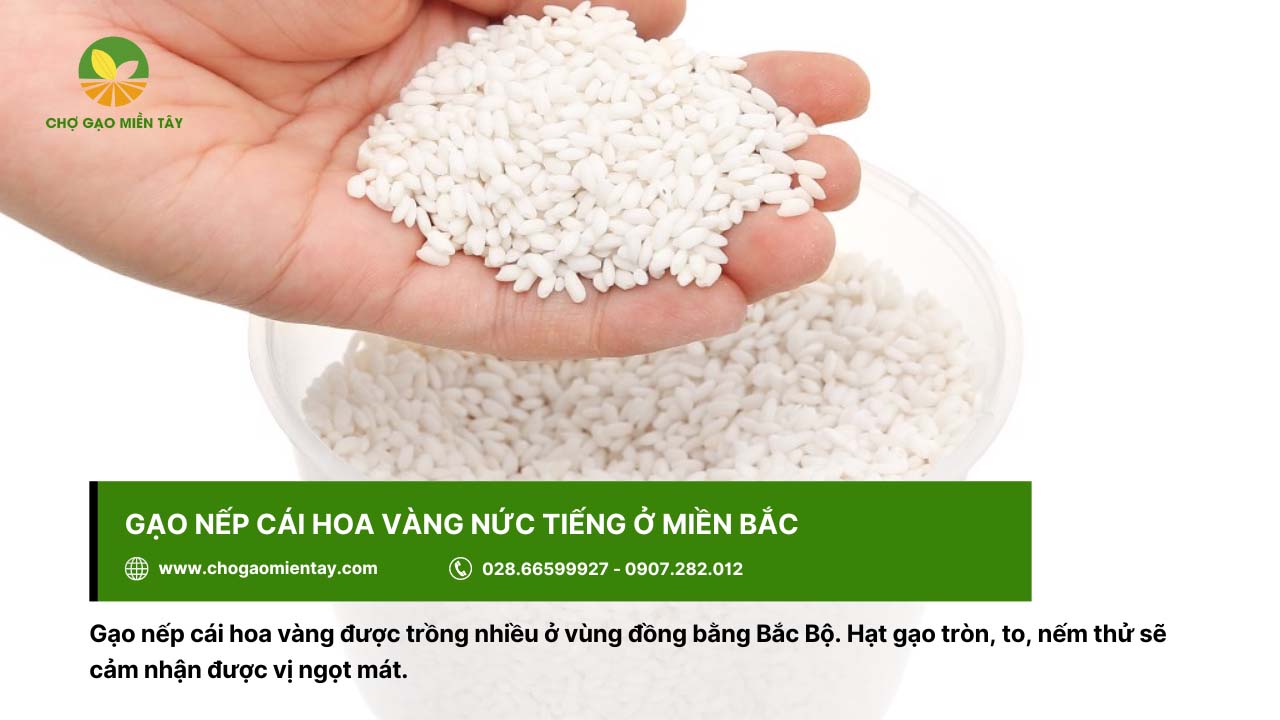 Gạo Nếp giá bao nhiêu? Bảng Giá Gạo Nếp Mới Nhất 2024 6 Gạo nếp cái hoa vàng có vị ngọt mát