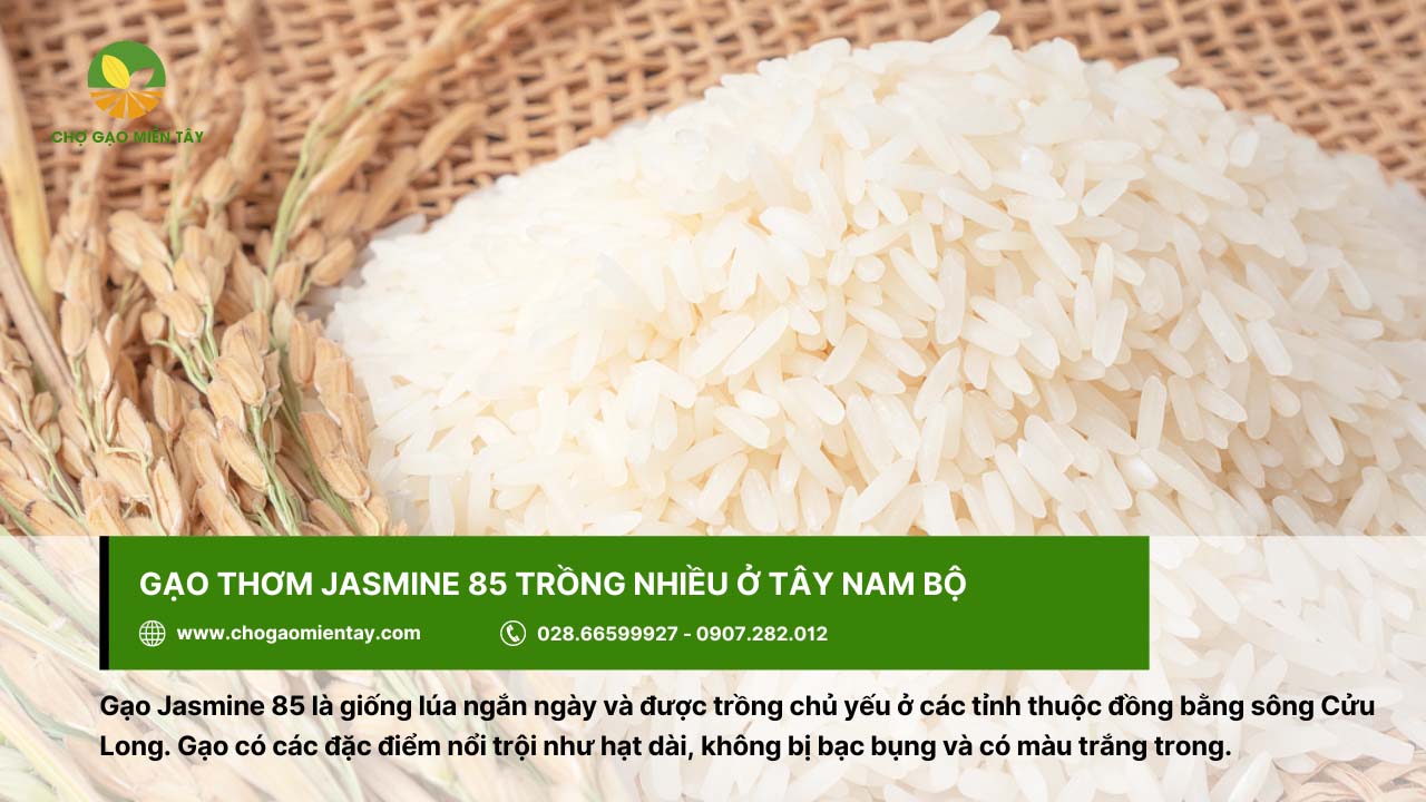 Top các loại gạo miền Nam được ưa chuộng hiện nay 6 Gạo thơm Jasmine 85 xuất hiện nhiều ở vùng Tây Nam Bộ