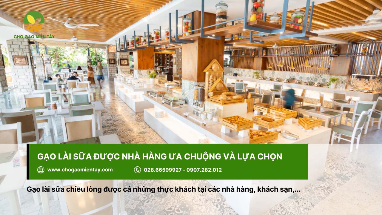 Gạo Lài Sữa 7 Các nhà hàng thường chọn gạo lài sữa để phục vụ thực khách
