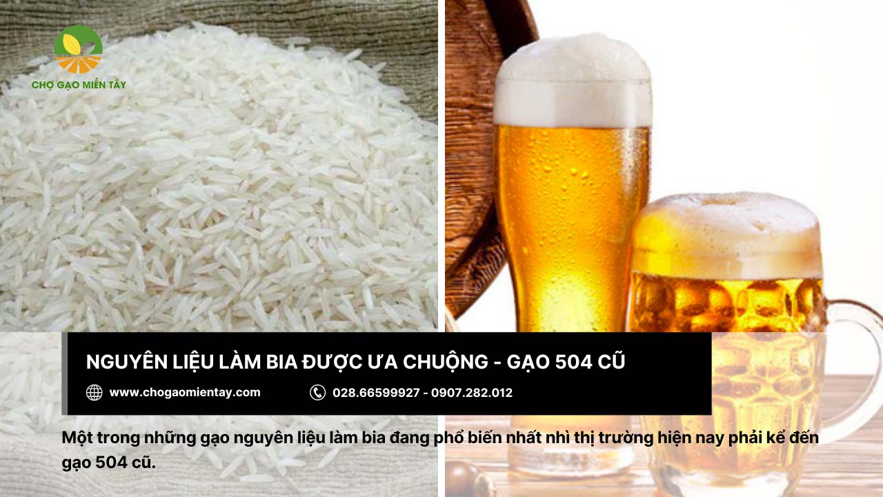 Các loại gạo nguyên liệu làm bia phổ biến nhất hiện nay 7 Gạo 504 cũ được nhiều nhà sản xuất lựa chọn để làm bia