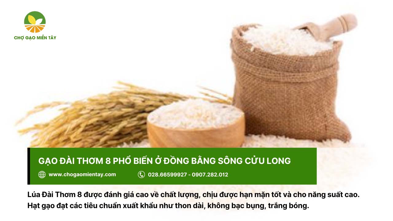 Top các loại gạo miền Nam được ưa chuộng hiện nay 7 Gạo Đài Thơm 8 trắng bóng, không bạc bụng