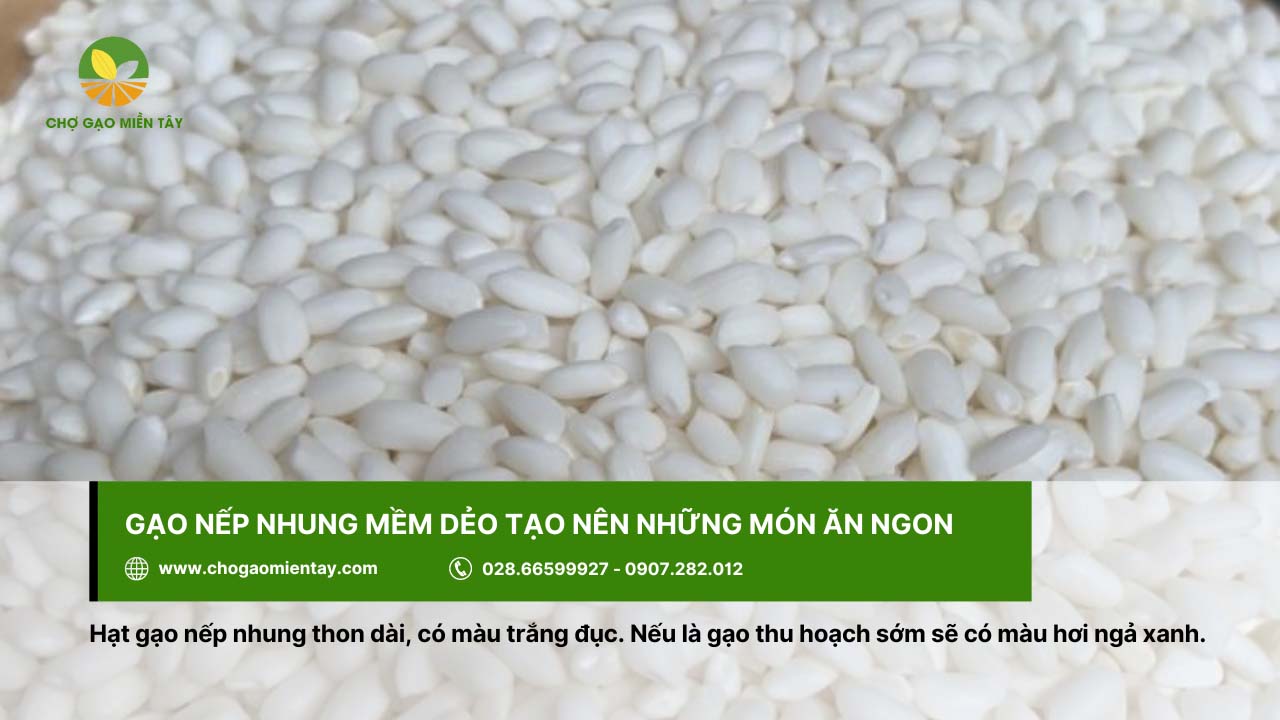 Gạo Nếp giá bao nhiêu? Bảng Giá Gạo Nếp Mới Nhất 2024 7 Gạo nếp nhung thon dài, màu trắng đục