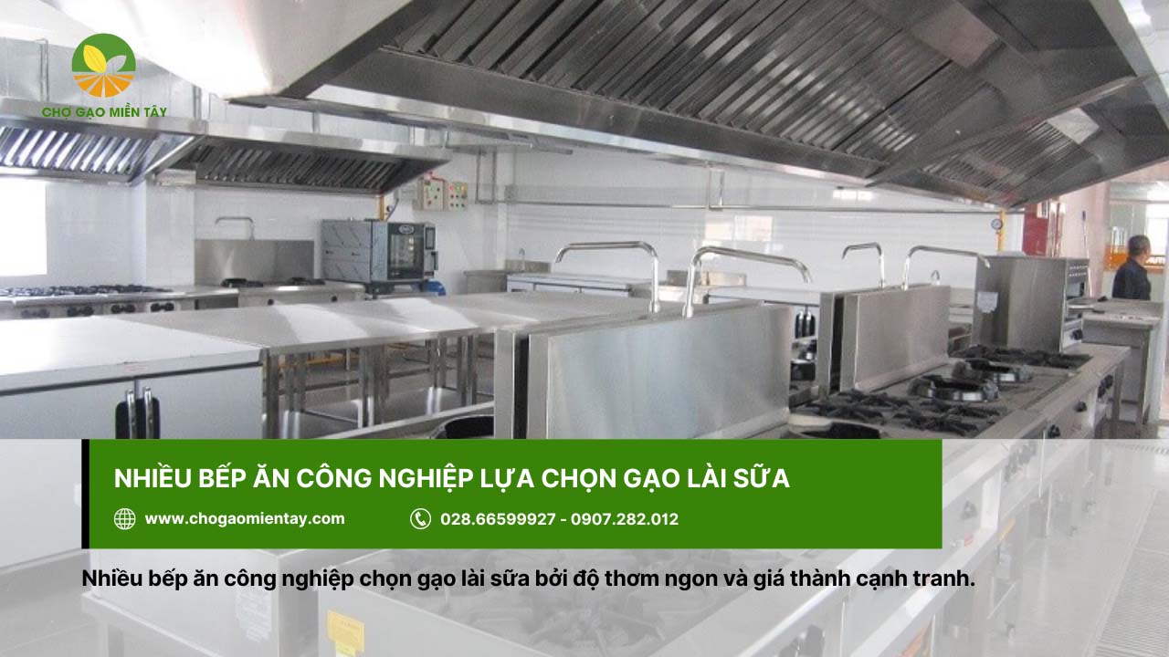 Gạo Lài Sữa 8 Các bếp công nghiệp cũng ưa chuộng gạo lài sữa