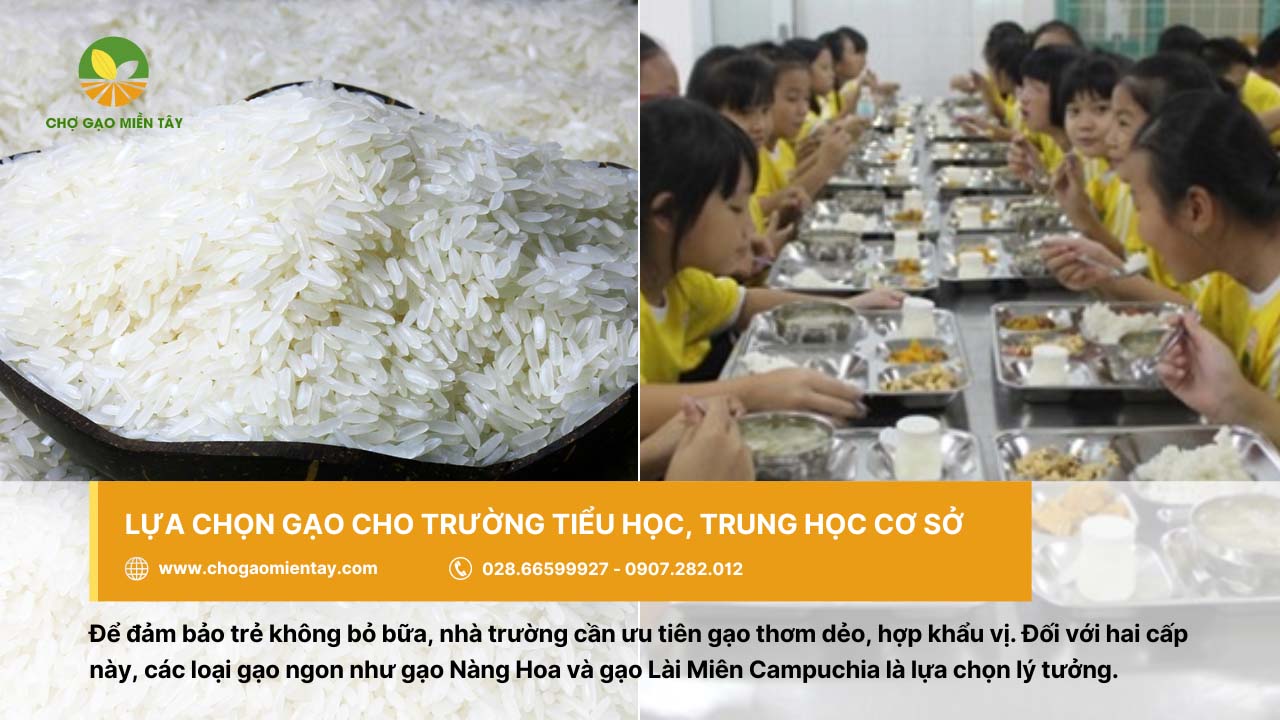 Nguồn cung cấp gạo cho trường học, căn tin giá sỉ chất lượng 8 Gạo cho cấp tiểu học hay THCS ưu tiên gạo thơm dẻo