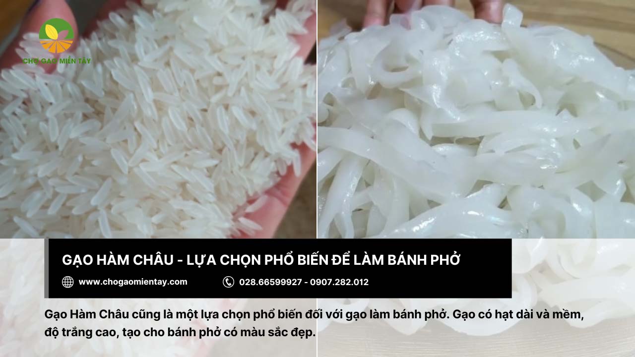 Gạo làm bánh phở: Tiêu chí và địa chỉ mua gạo chất lượng 8 Gạo Hàm Châu có độ trắng cao sẽ tạo cho bánh phở có màu sắc đẹp